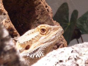 Attila