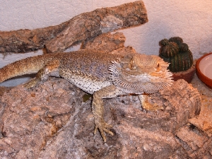 Attila