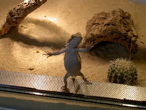 Hallo ???
