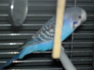 Tico