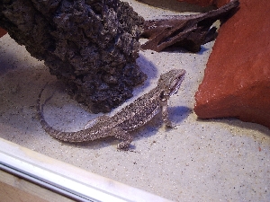 Draco
