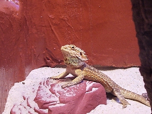 Zora